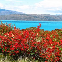 Turquoise Lago Pehoe with red Notro bushes